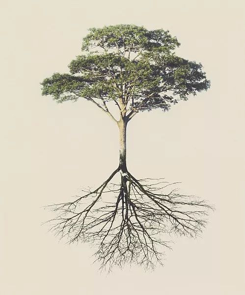 綠化苗木移植過程中土球散了怎么辦？